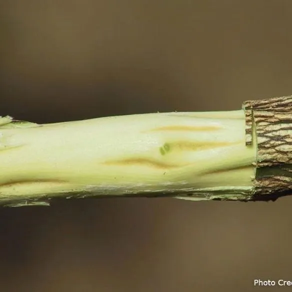 thumbnail for publication: Citrus Diseases Exotic to Florida: Citrus Tristeza Virus–Stem Pitting (CTV-SP)